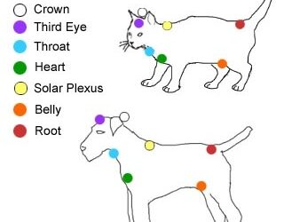I chakra nel cane e  nel gatto