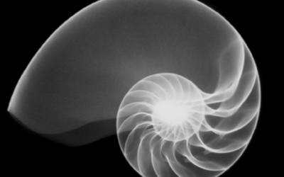 La serie di Fibonacci in natura